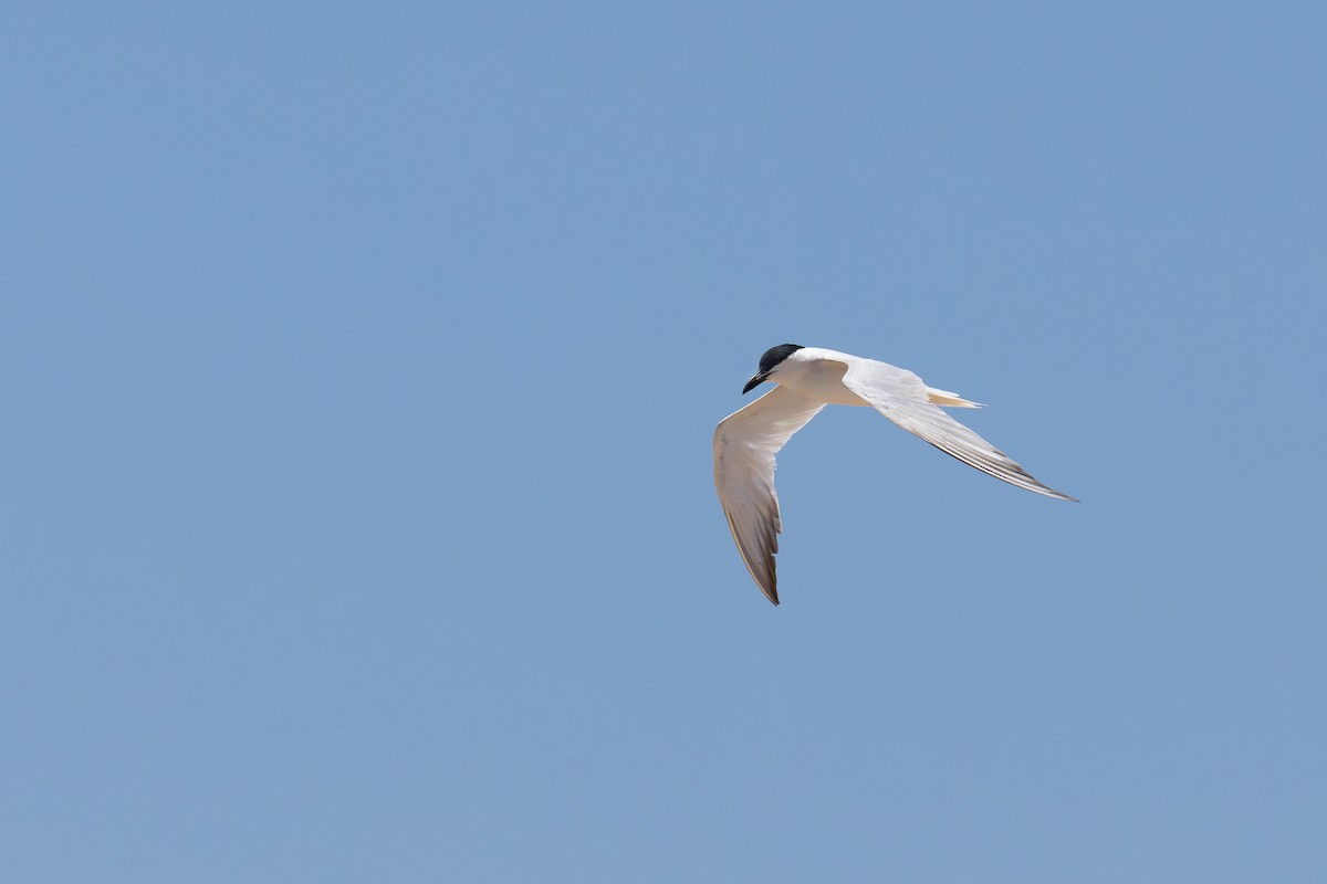 Australian Tern - ML649268106