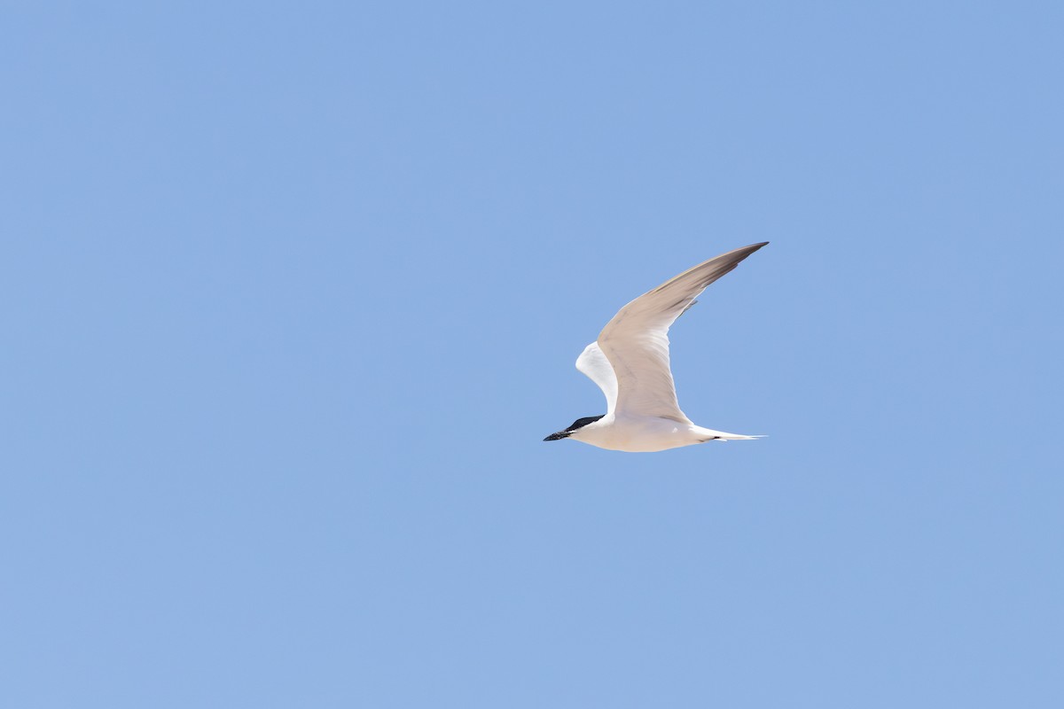 Australian Tern - ML649268107