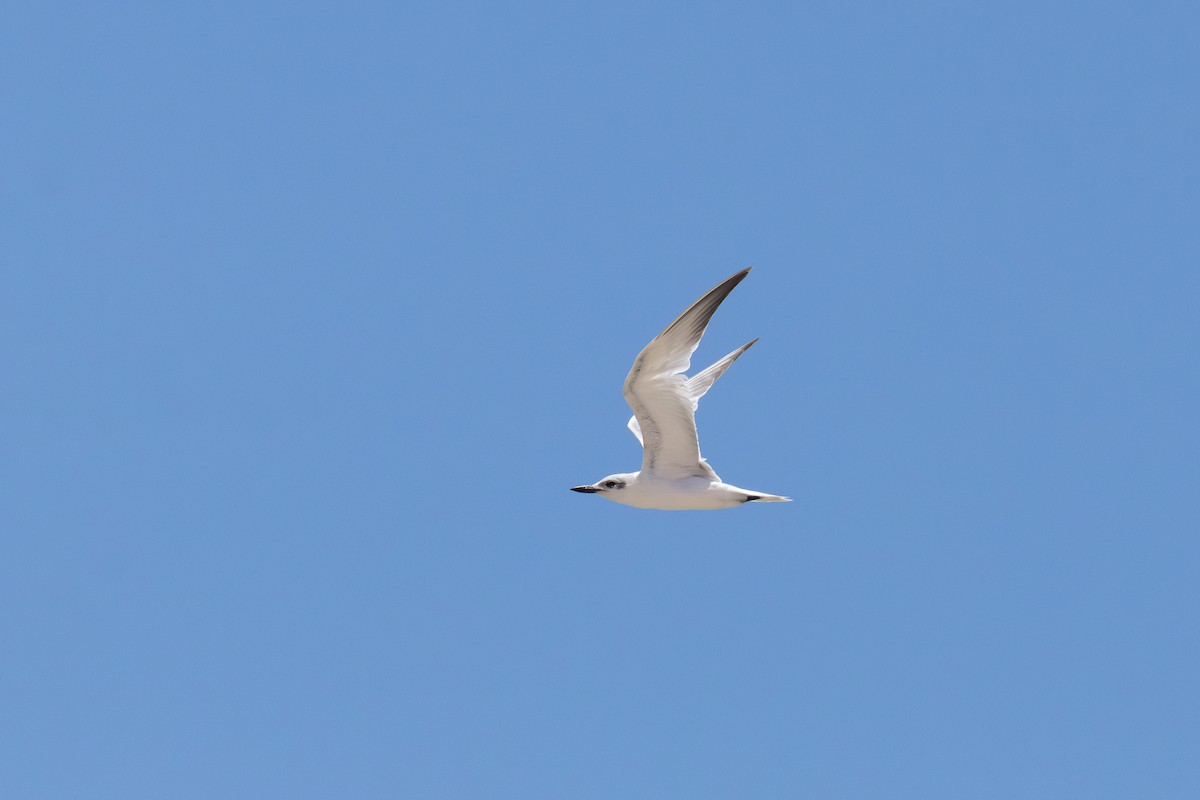 Gull-billed Tern - ML649268146