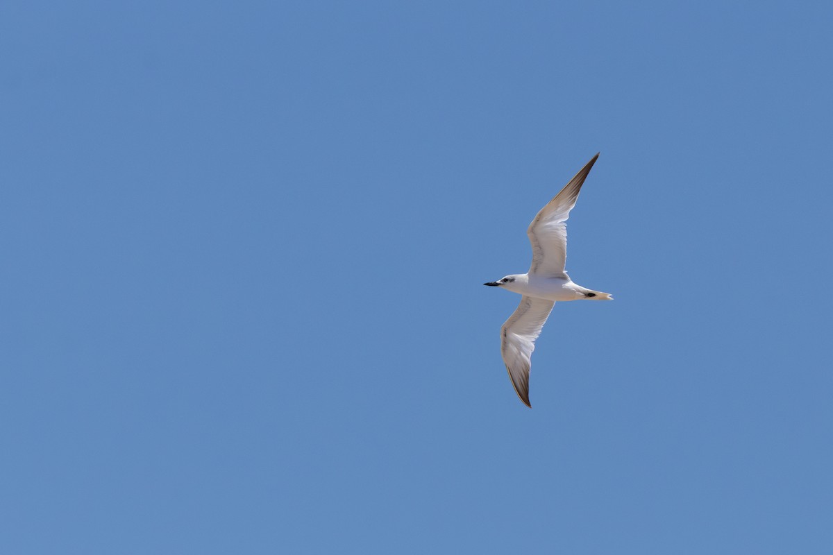 Gull-billed Tern - ML649268147