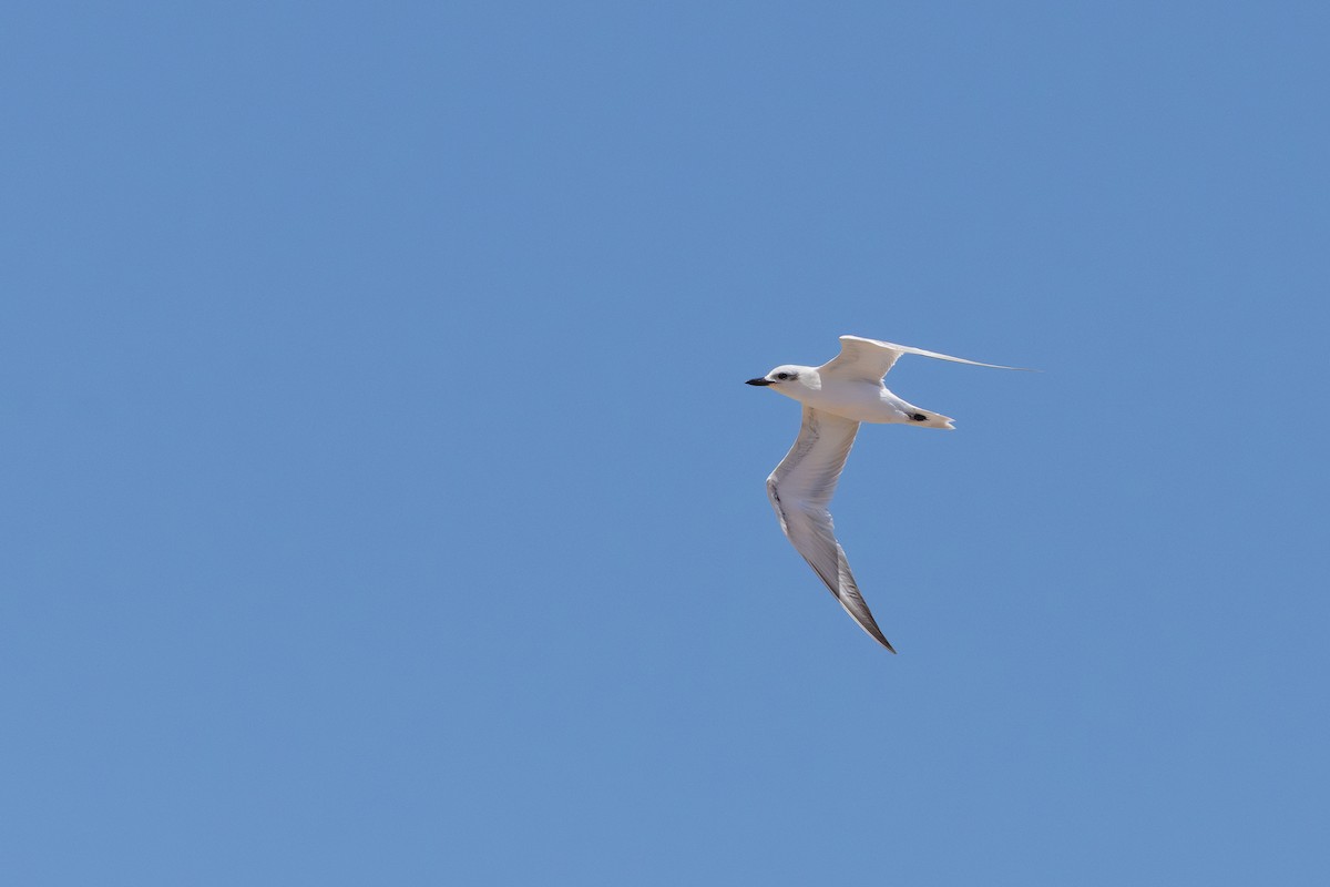 Gull-billed Tern - ML649268176
