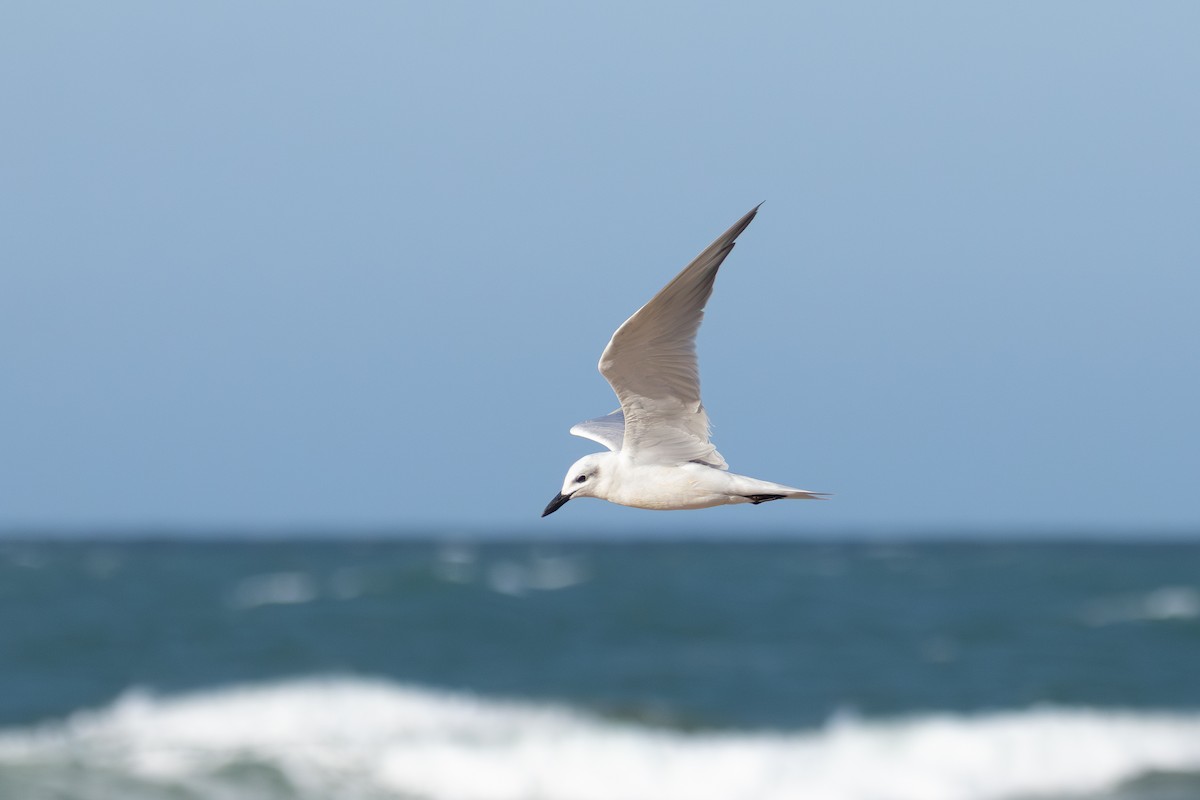 Gull-billed Tern - ML649268230