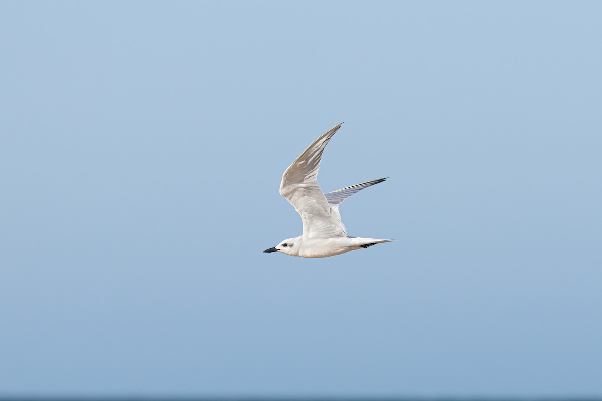 Gull-billed Tern - ML649268231