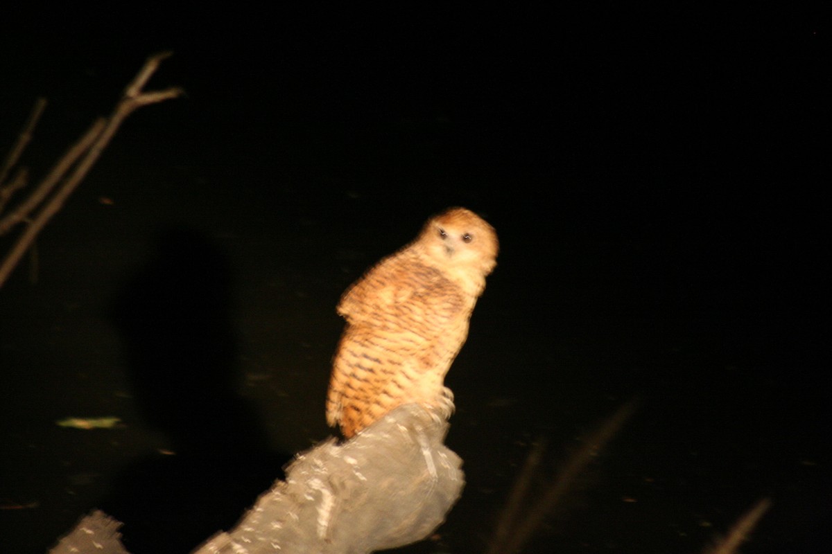 Bindenfischeule - ML649268310