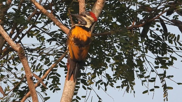 bengalspett - ML649268381