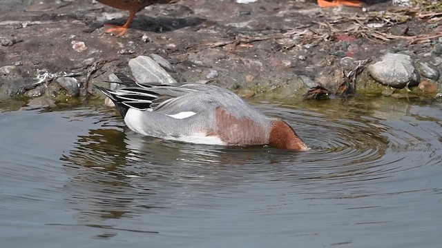 brunnakke - ML649268425