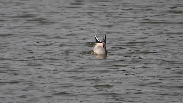 stjertand - ML649268439