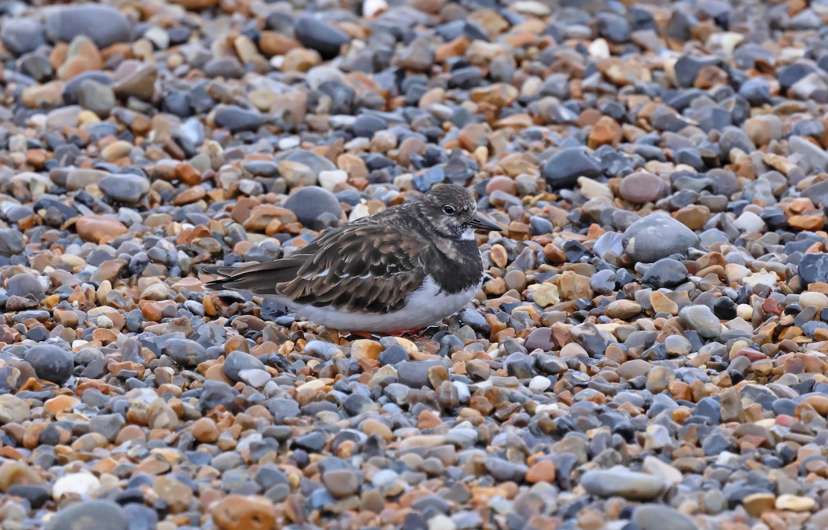 Ruddy Turnstone - ML649268482