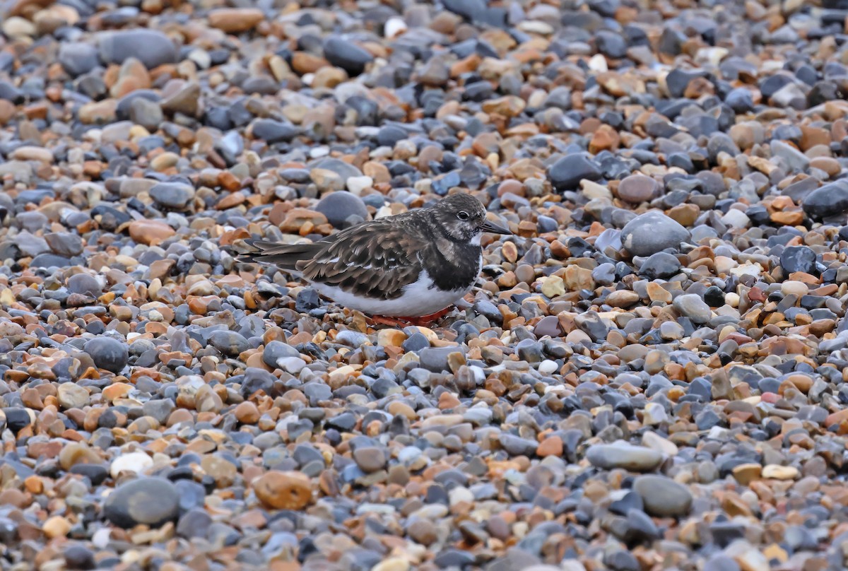 Ruddy Turnstone - ML649268484