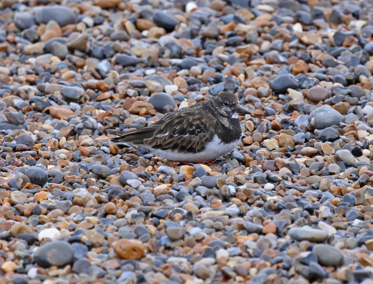 Ruddy Turnstone - ML649268485
