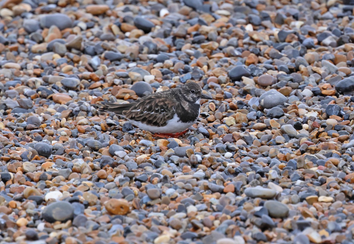 Ruddy Turnstone - ML649268486