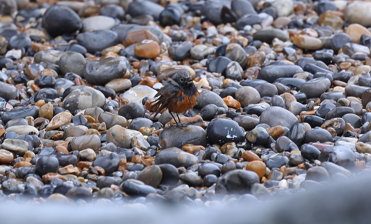 Black Redstart - ML649268498