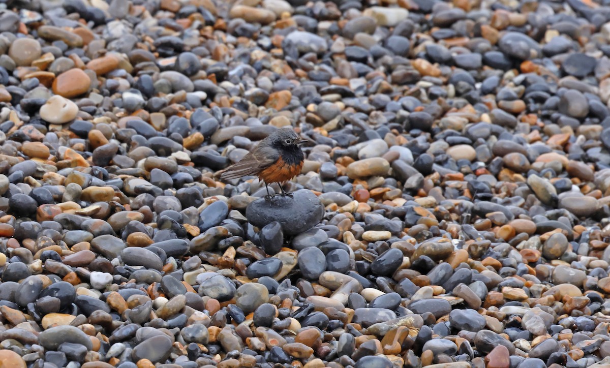 Black Redstart - ML649268499