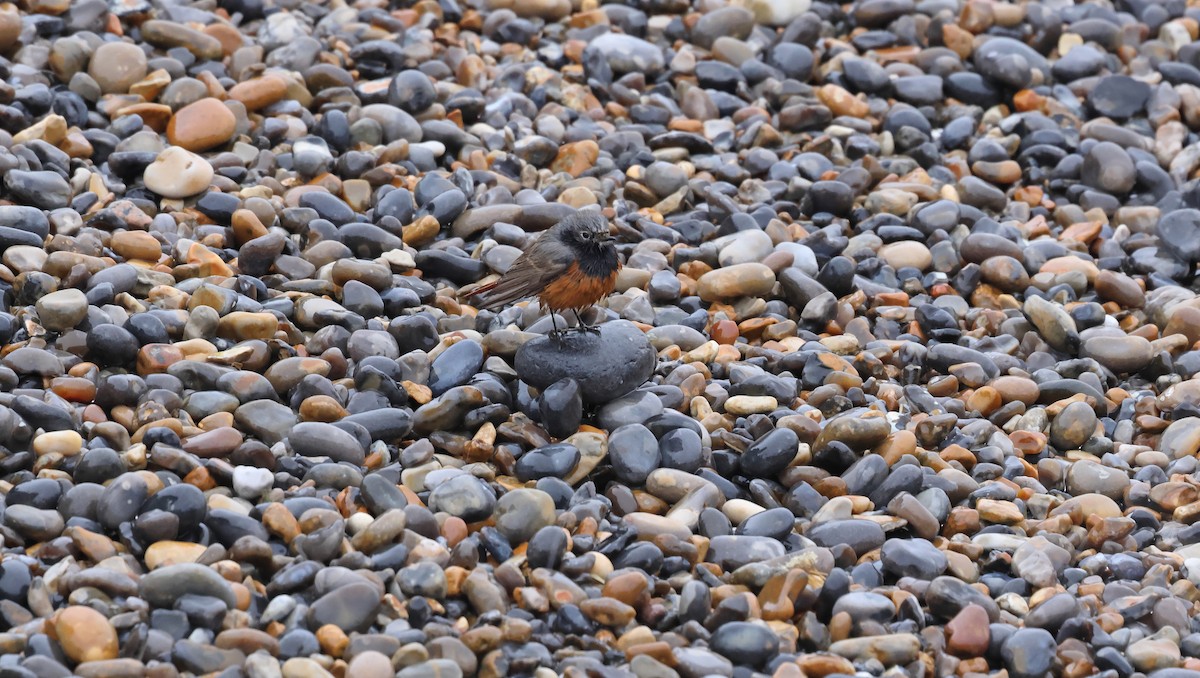 Black Redstart - ML649268500