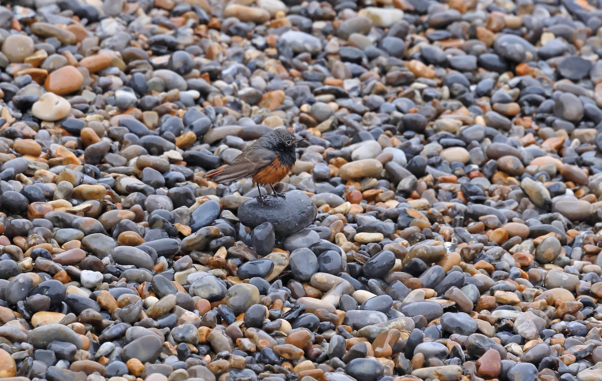 Black Redstart - ML649268501