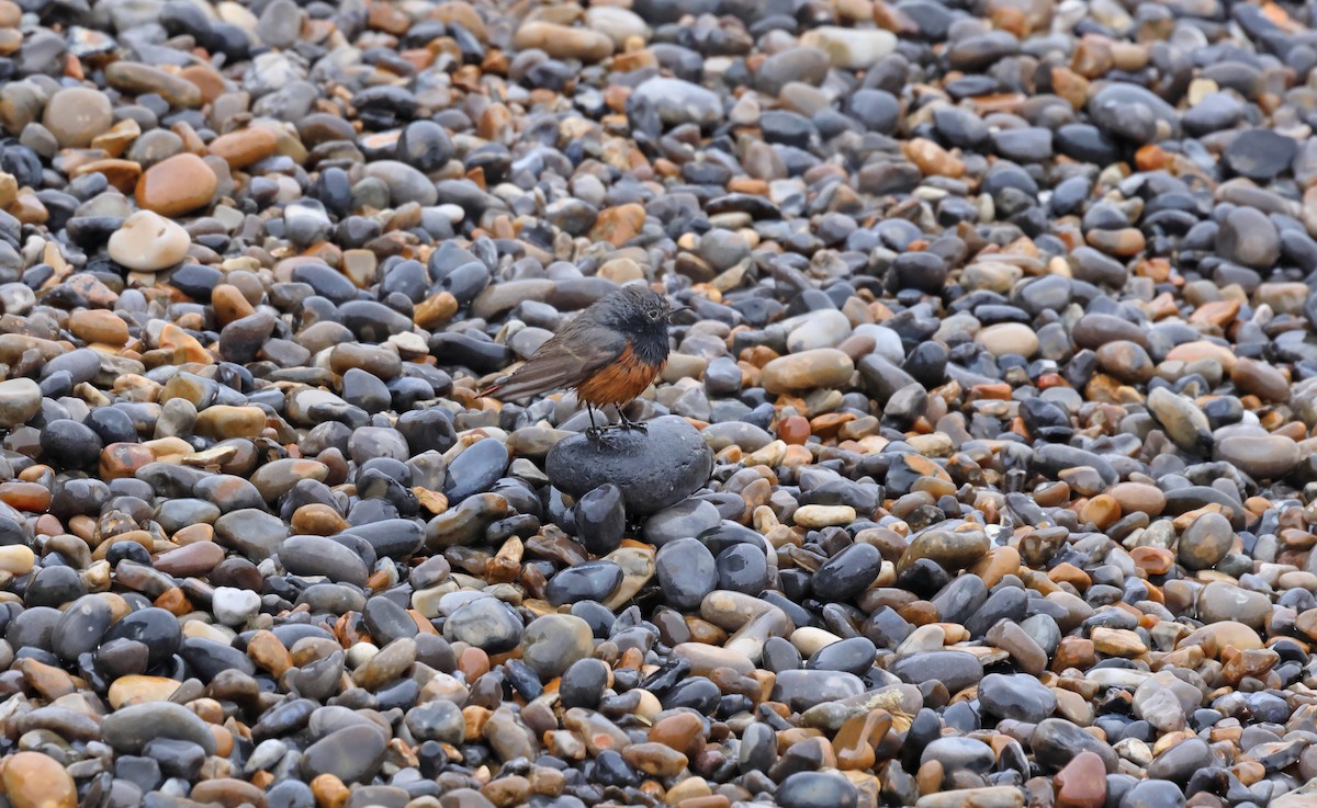 Black Redstart - ML649268502