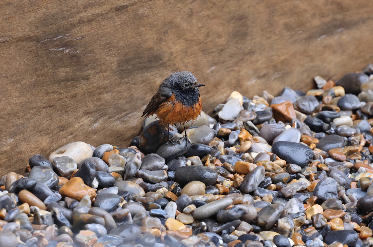 Black Redstart - ML649268503