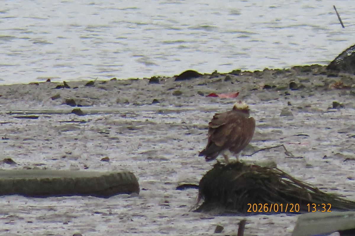 Скопа - ML649268515