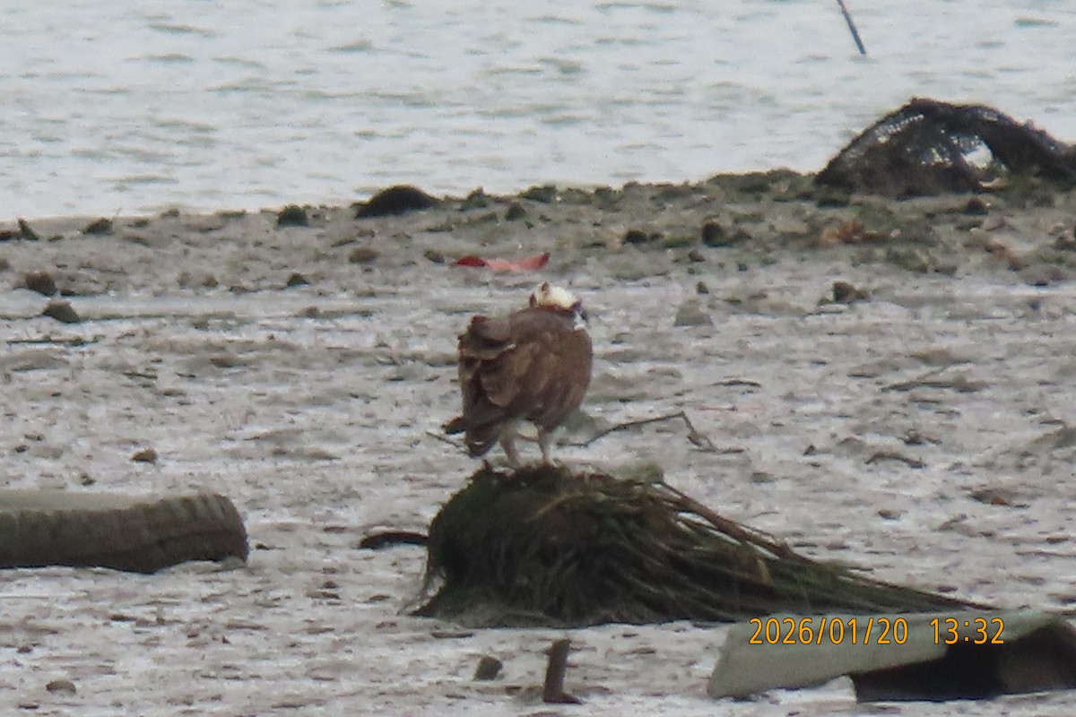 Скопа - ML649268516