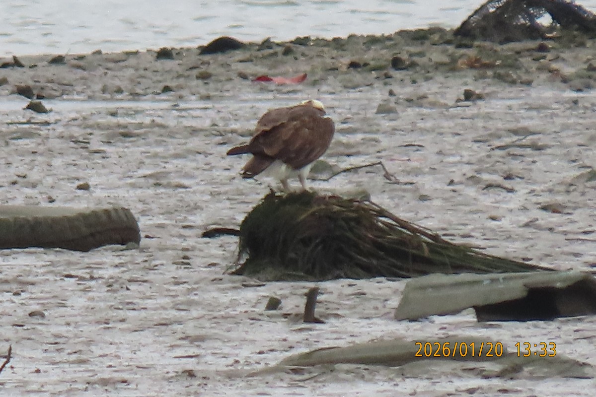 Скопа - ML649268517