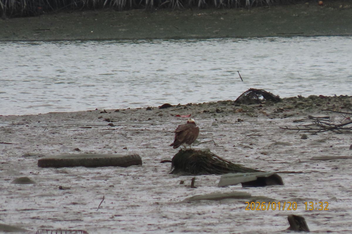 Скопа - ML649268520