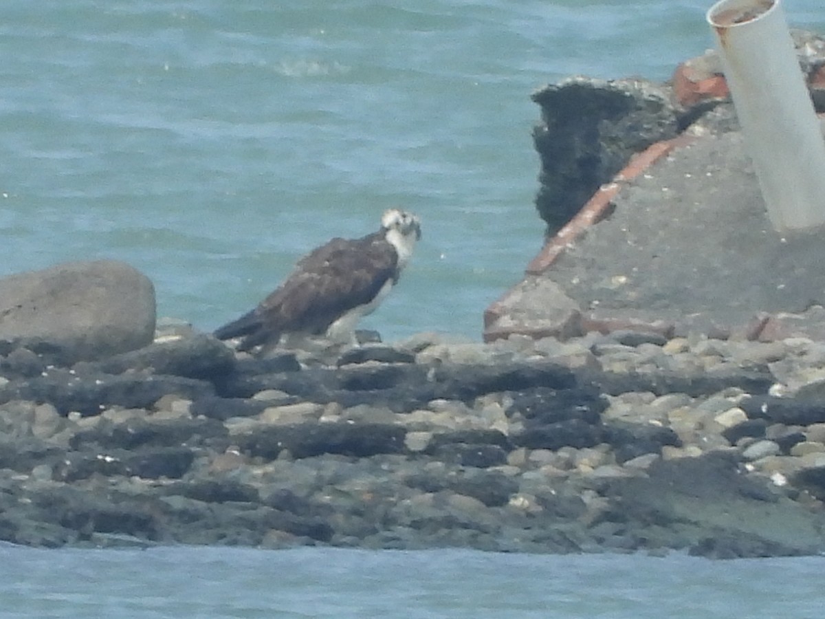 Скопа - ML649268525