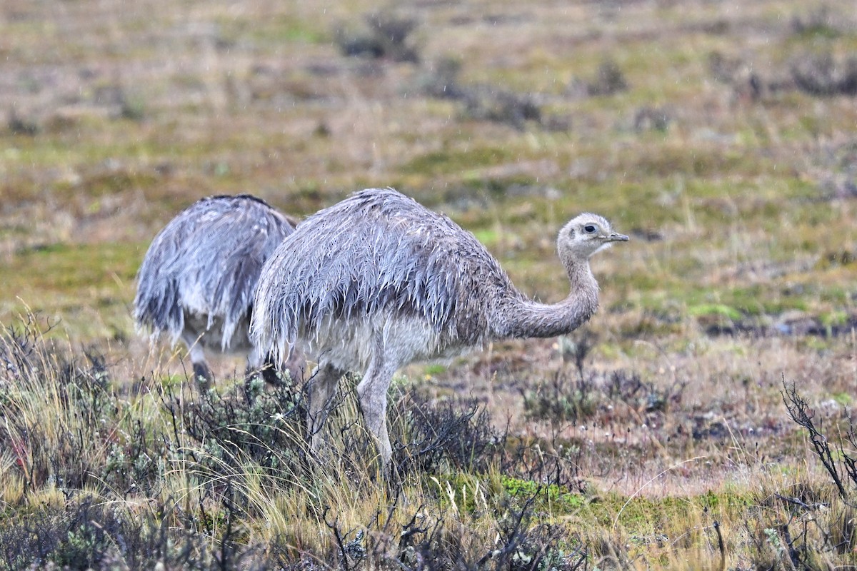 Lesser Rhea (Darwin's) - ML649268609
