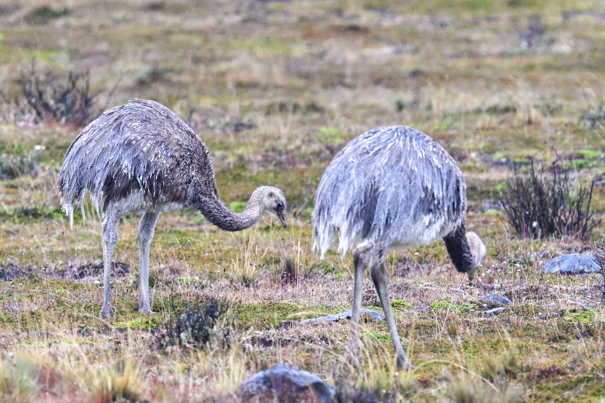 Lesser Rhea (Darwin's) - ML649268610