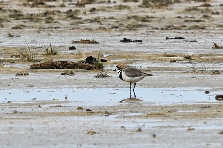 Two-banded Plover - ML649268634