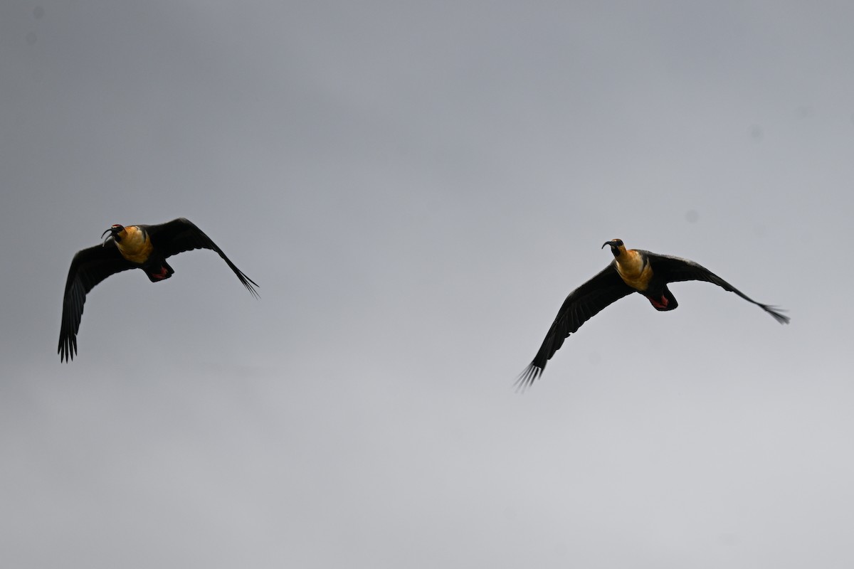 Black-faced Ibis - ML649268641
