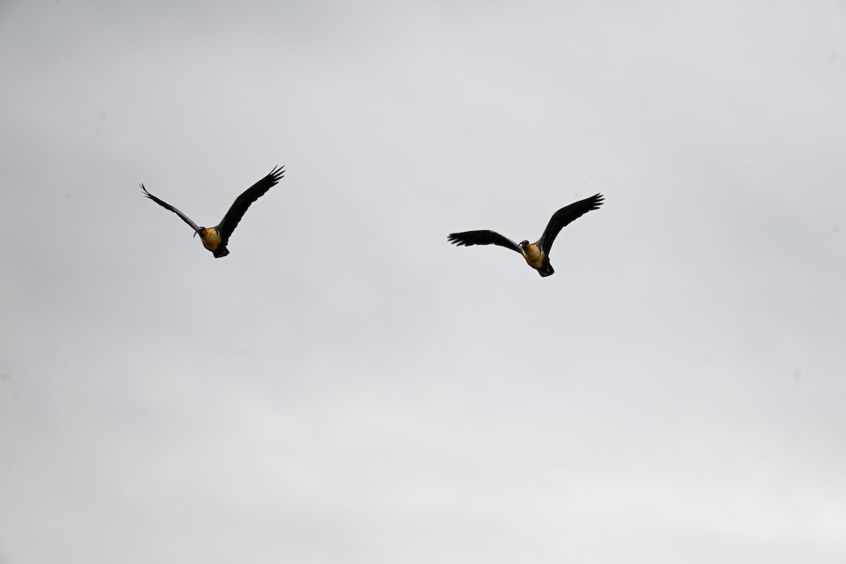 Black-faced Ibis - ML649268643