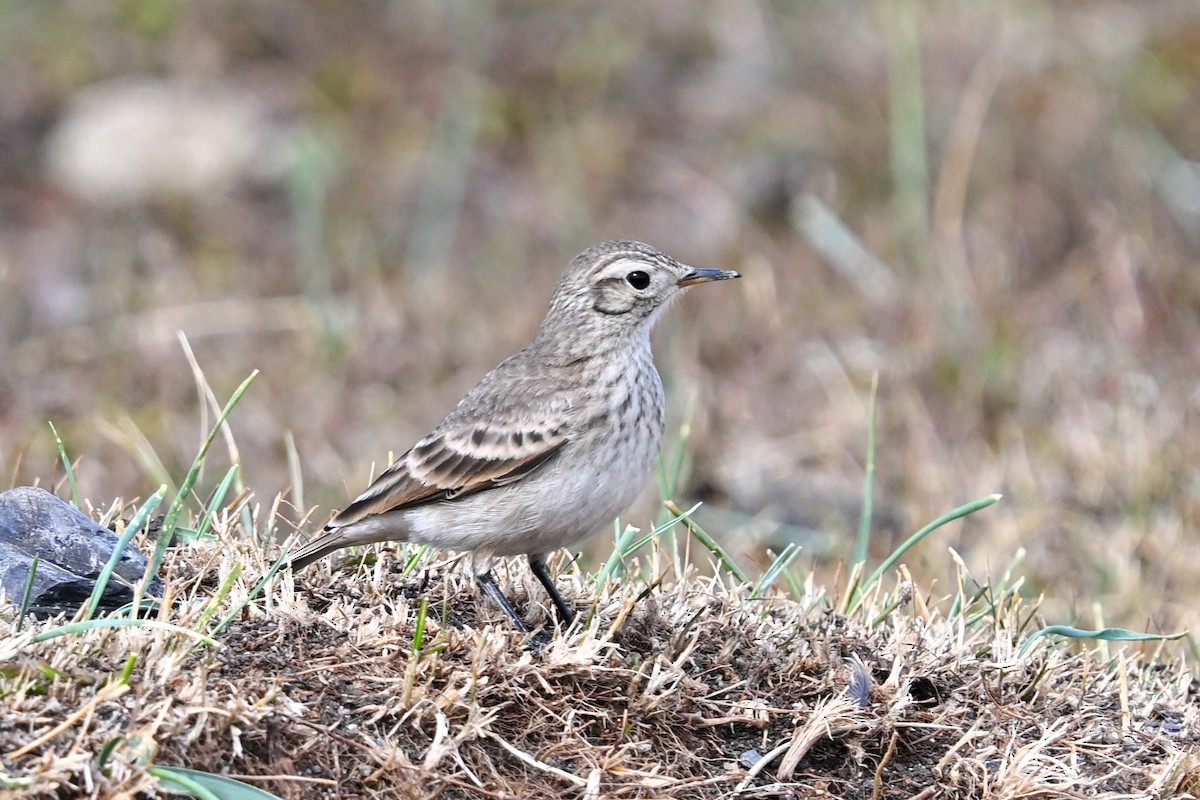 Common Miner (Patagonian) - ML649268662