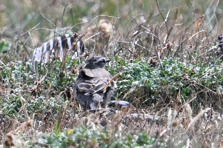 Buff-winged Cinclodes - ML649268672