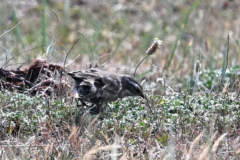 Buff-winged Cinclodes - ML649268673