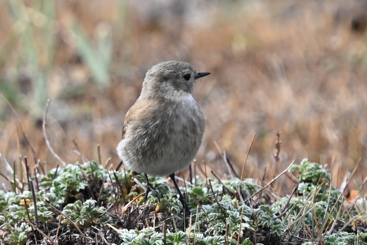 Austral Negrito - ML649268701