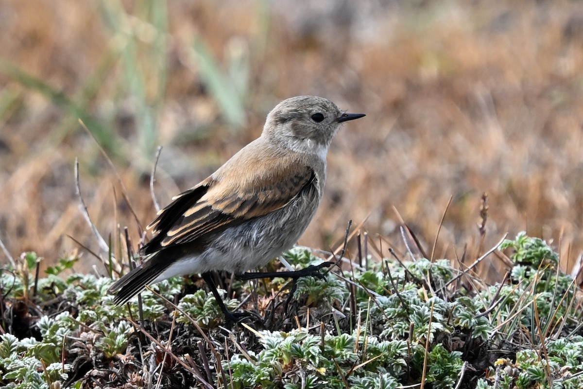 Austral Negrito - ML649268702