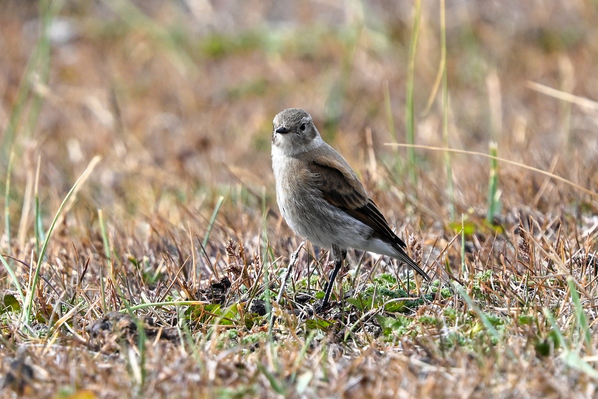 Austral Negrito - ML649268703