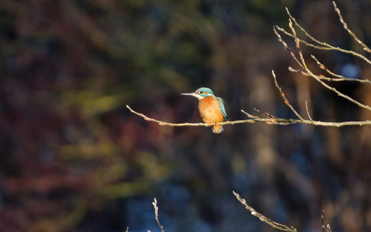 Common Kingfisher - ML649268712