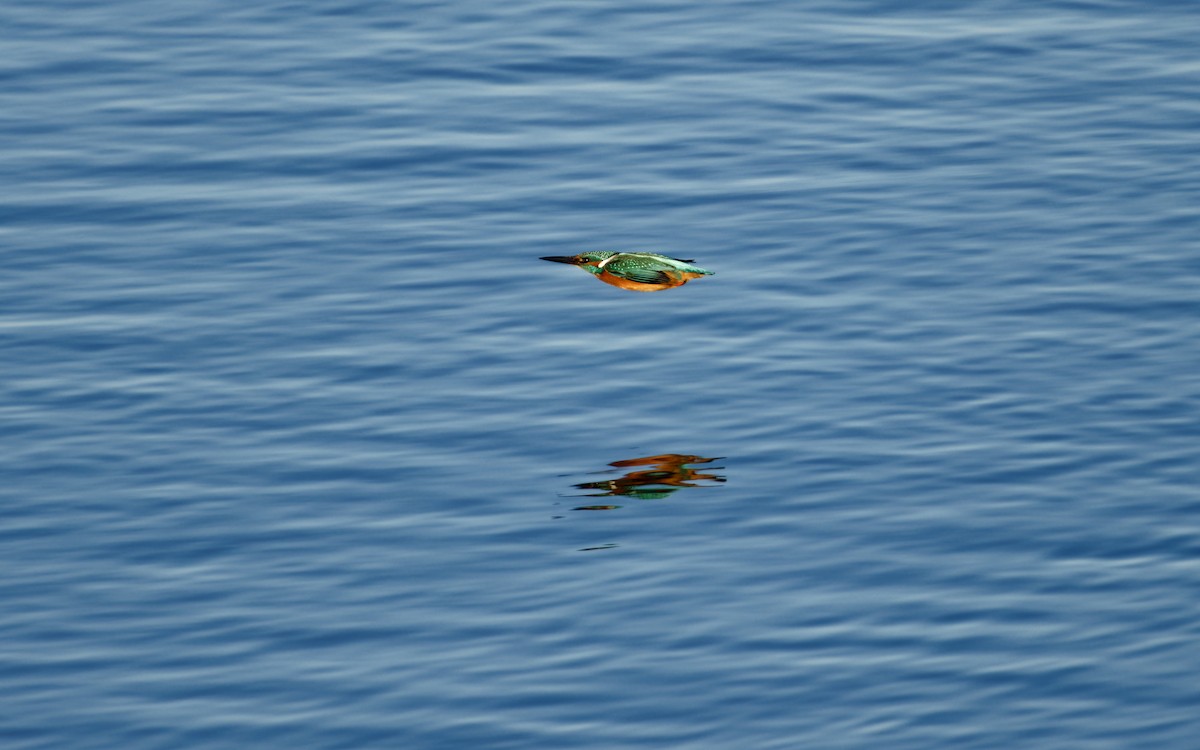 Common Kingfisher - ML649268713