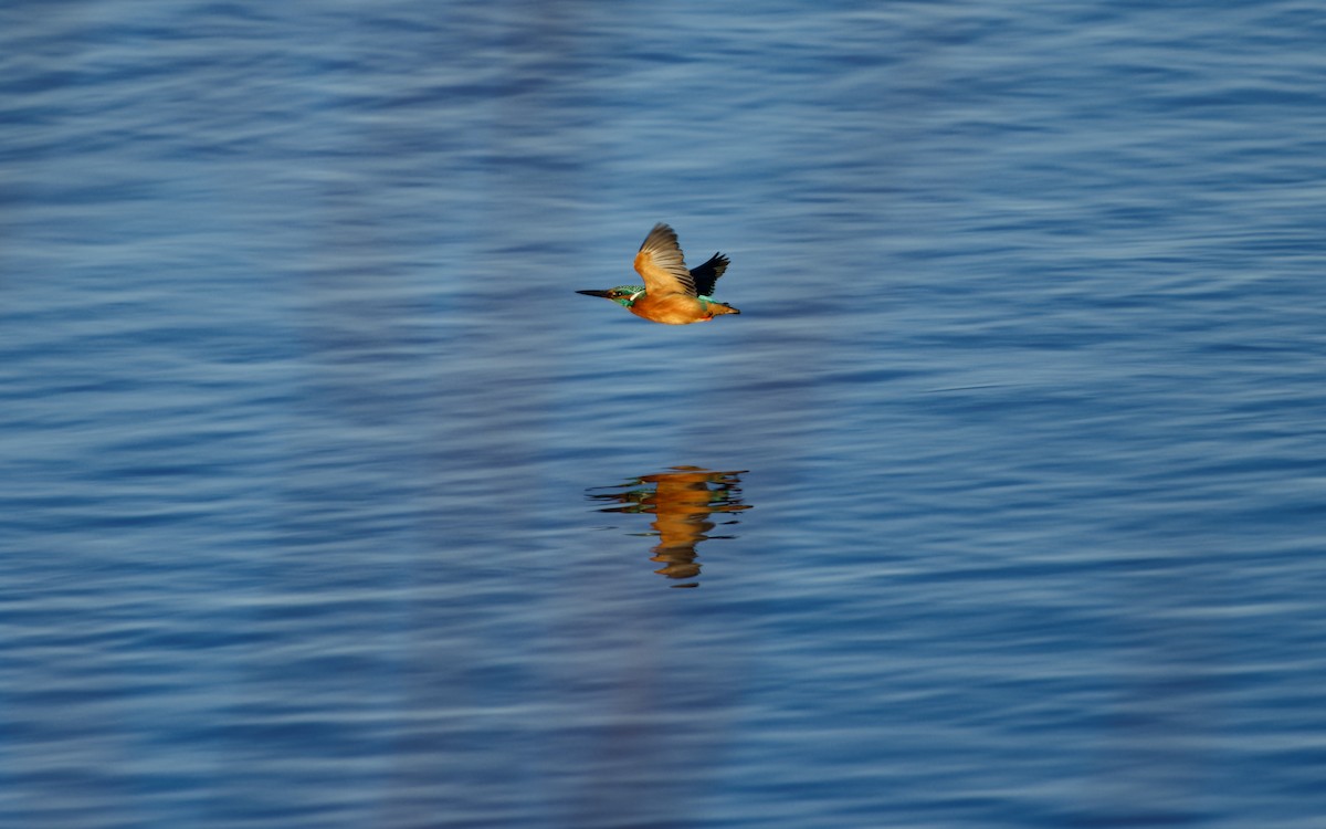 Common Kingfisher - ML649268714