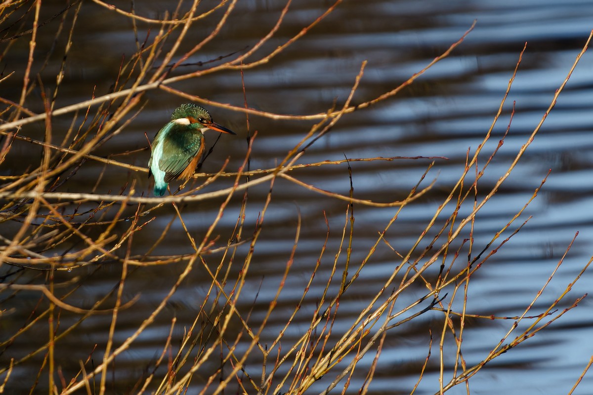 Common Kingfisher - ML649268715