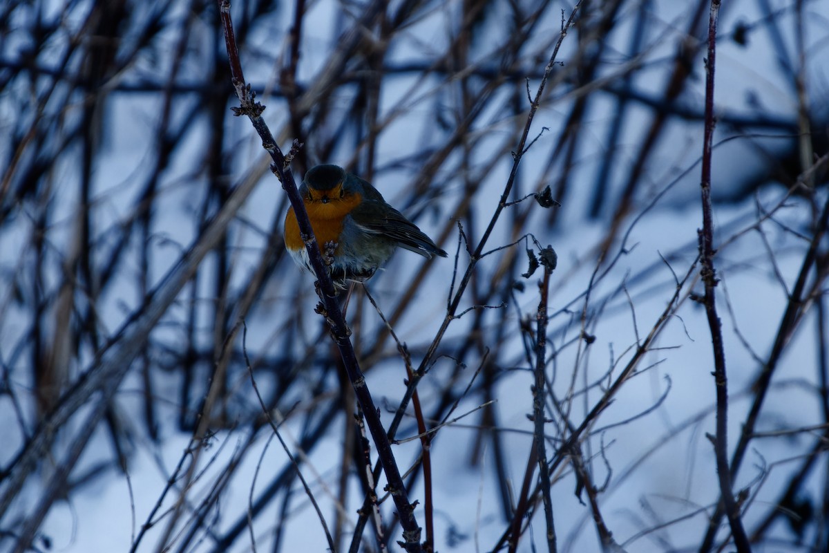 European Robin - ML649268716