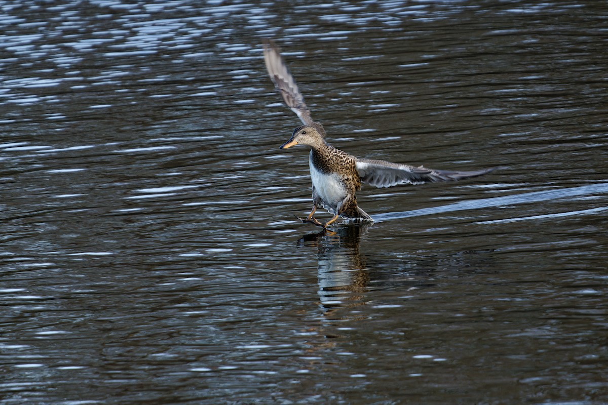 Gadwall - ML649268719