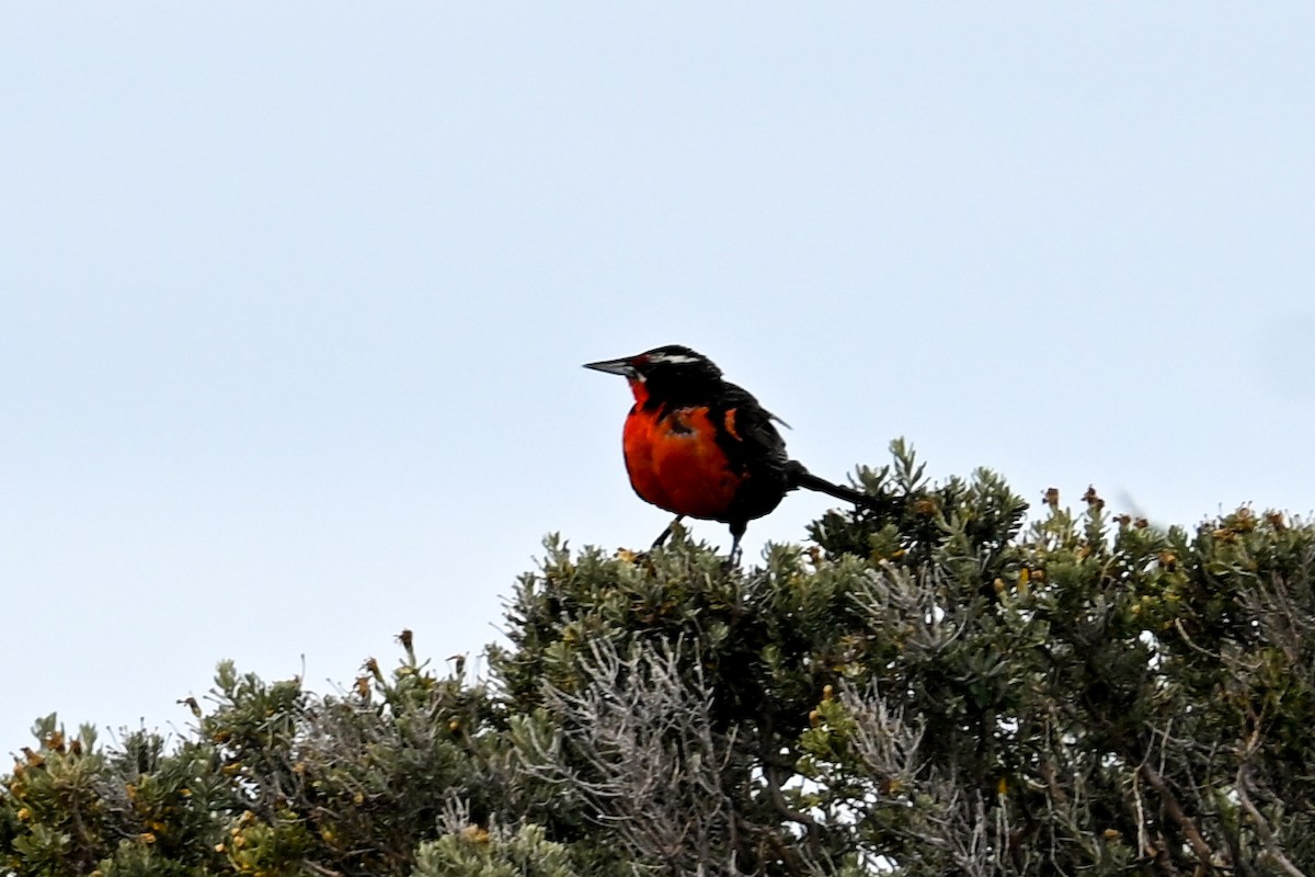 Long-tailed Meadowlark - ML649268721