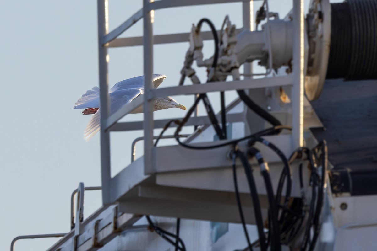 Glaucous Gull - ML649268724