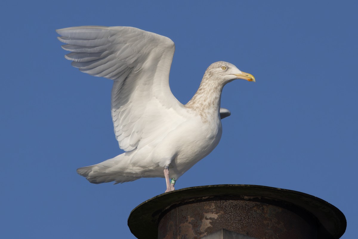 Glaucous Gull - ML649268725