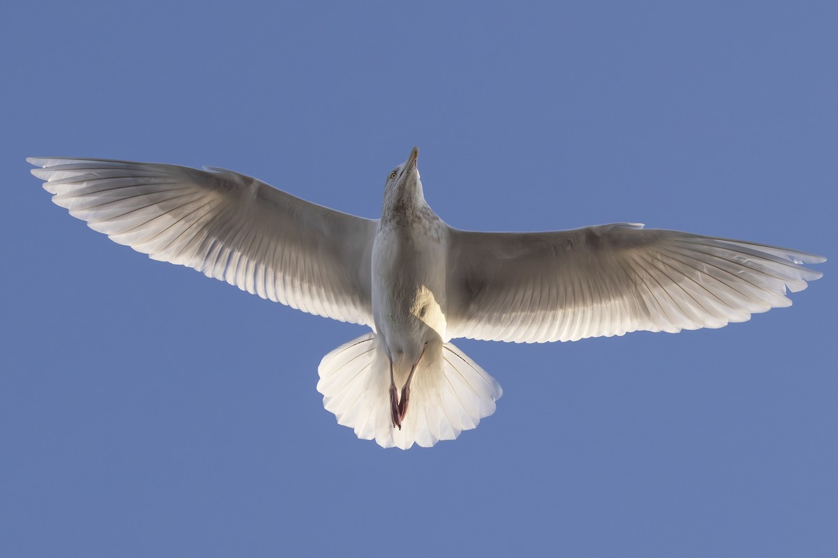 Glaucous Gull - ML649268726