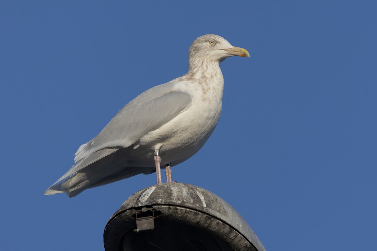 Glaucous Gull - ML649268728