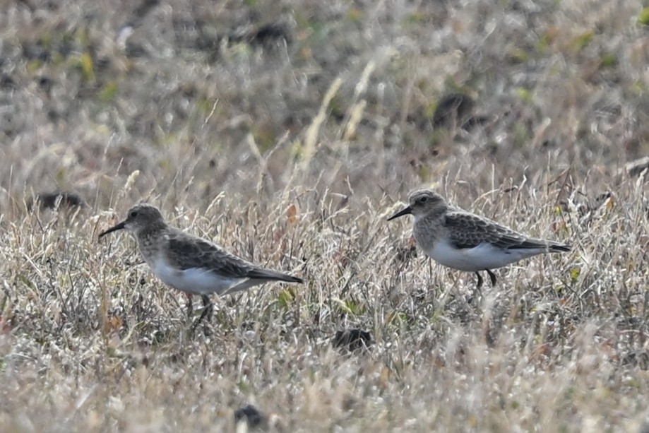 Baird's Sandpiper - ML649268735