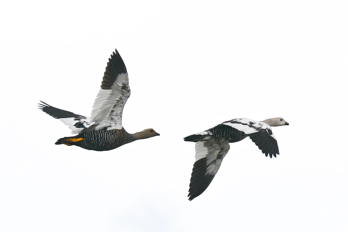 Upland Goose - ML649268746